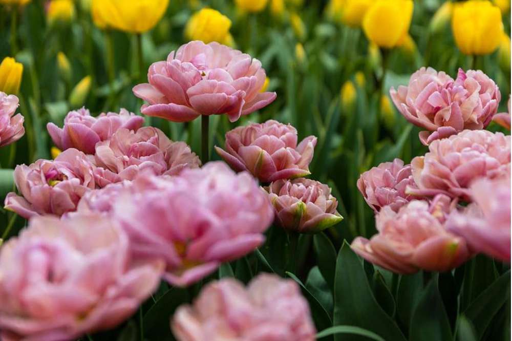 Tulipan 'Beachberry' (Storkøb) - 80 løg